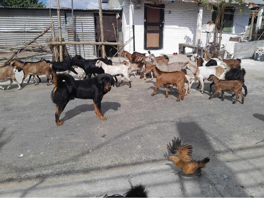 Local livestock at the farm