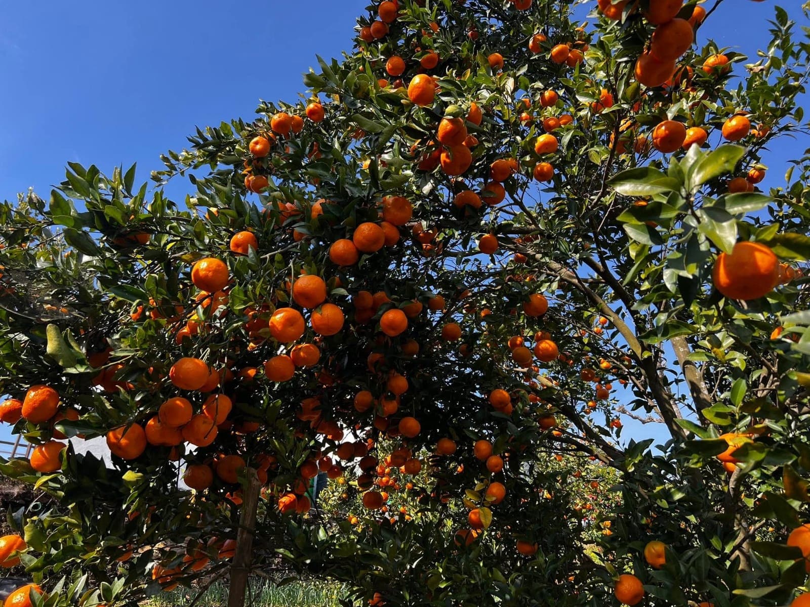 Ripe oranges at Shubha Farm