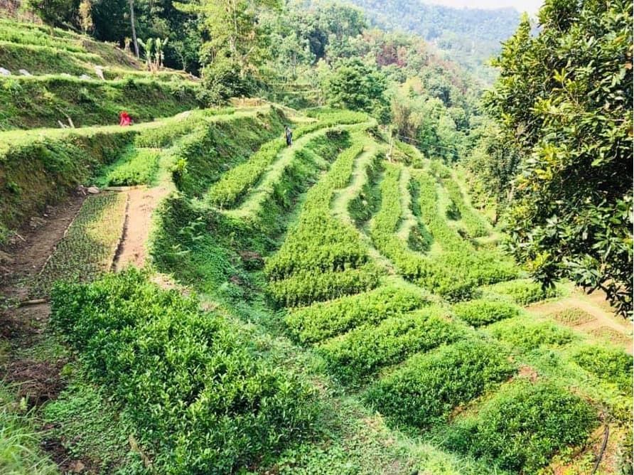 Terraced fields used as an outdoor classroom