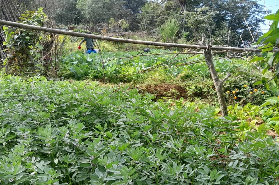 Vegetable garden